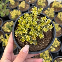 Мащерка / Timo limone variegato imp.&nbsp;