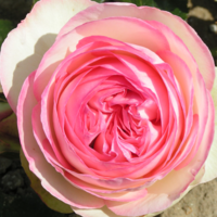 EDEN ROSE® Meiviolin/ GPT. EDEN ROSE Pierre De Ronsard ®