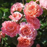 Apricot DRIFT® Meimirrote