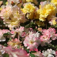 REVE DE PARIS ® Meilowmye