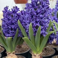 Зюмбюл Blue Jacket в саксия - единичен