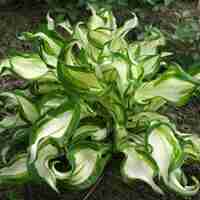 Хоста /Hosta/ - Hosta Mediovariegata