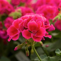 Мушкато Calliope® M Red Splash