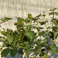 Cubana ® Rose