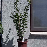Индийски люляк - Lagerstroemia indica