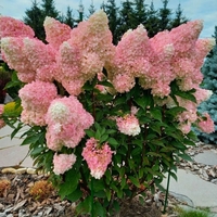 Hydrangea paniculata 'Vanille Fraise' - Хортензия метличеста „Vanille Fraise“