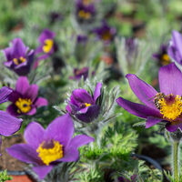 Pulsatilla vulgaris ‘Blaue Glocke’ (Съсънка)