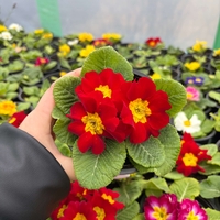 Едроцветна иглика - XL Mid Early Mix