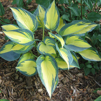 Хоста /Hosta/ - Hosta Remember Me