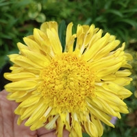 Високостеблена хризантема Rosela Yellow
