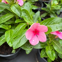 Каскадна винка (Vinca Darling Cascade Strawberry)