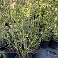 Мискантус Зебрина (Miscanthus sinensis 'Zebrinus') Китайски камъш | Царска тръстика