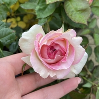 EDEN ROSE® Meiviolin/ GPT. EDEN ROSE Pierre De Ronsard ®
