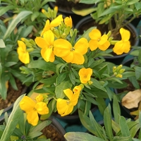 Шибой - Sugar Rush Mix