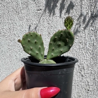 Опунция (Opuntia)