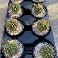 Кактус - Echinopsis oxygona