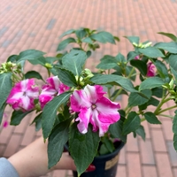Impatiens walleriana 'Raffael Star Mix' (Циганче / Импатиенс)
