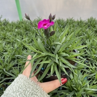 Каскаден ароматен карамфил