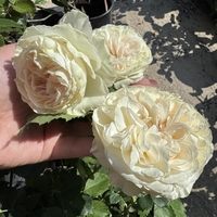Palais Royal - White Eden Rose®
