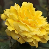 GINA LOLLOBRIGIDA® Meilivar