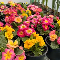 Кичеста иглика, тип розичка