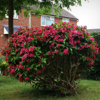 Вайгела (Weigela florida) 'Bristol Ruby'