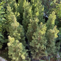 Picea glauca 'Conica' – Декоративен смърч Коника (джудже)