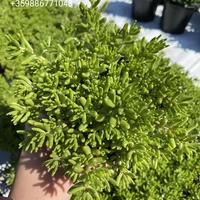 Седум коралов килим (Sedum album Coral Carpet)