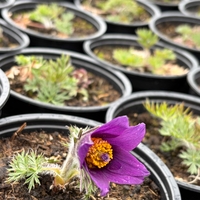 Pulsatilla vulgaris ‘Blaue Glocke’ (Съсънка)