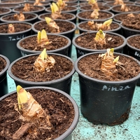 Нарцис Tahiti в саксия