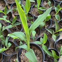 Кана / Canna CANNOVA