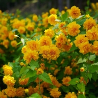 Kerria japonica ‘Pleniflora’ (Керия, Японска керия)