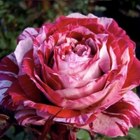 JULIO IGLESIAS® Meistemon