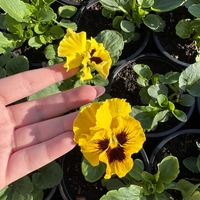 Къдрави теменужки