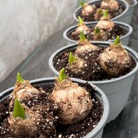 Зюмбюл Blue Jacket в саксия - троен