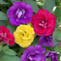 Калибрахое - тройка (Hot Petticoat)