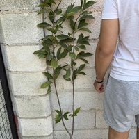 Магнолия „Galaxy“ (Magnolia × soulangeana ‘Galaxy’)