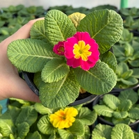 Едроцветна иглика - XL Mid Early Mix