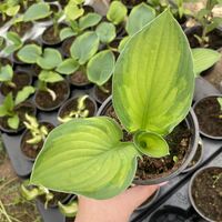 Хоста /Hosta/ - Hosta Remember Me