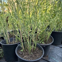 Мискантус Зебрина (Miscanthus sinensis 'Zebrinus') Китайски камъш | Царска тръстика