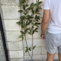 Магнолия Alba Superba (Magnolia Alba Superba)