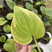 Хоста /Hosta/ - Hosta Albomarginata