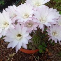 Кактус - Echinopsis oxygona