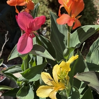 Кана / Canna CANNOVA
