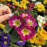 Едроцветна иглика - XL Mid Early Mix