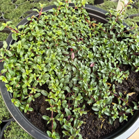 Пълзяща мащерка