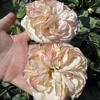 Palais Royal - White Eden Rose®