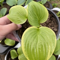Хоста /Hosta/ - Hosta Albomarginata