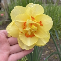 Нарцис Tahiti