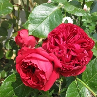 Gpt Red Eden Rose® (Eric Tabarly®)